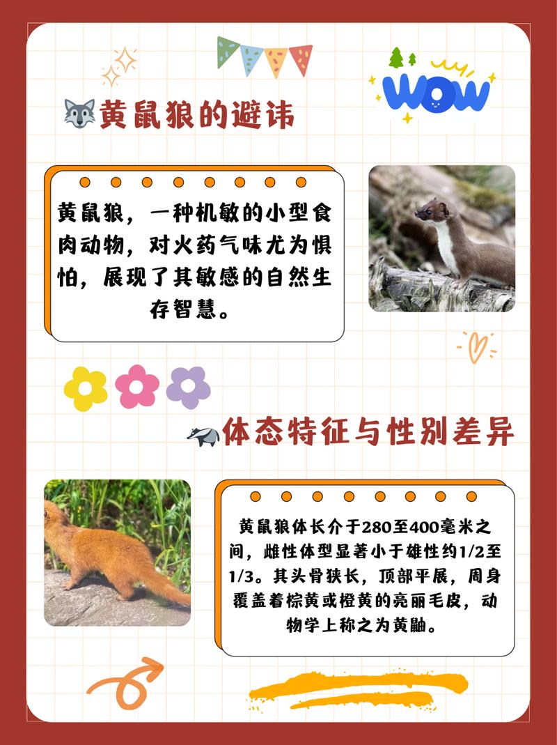 刺客信条黄鼠狼有啥用？这篇文章给你讲明白！