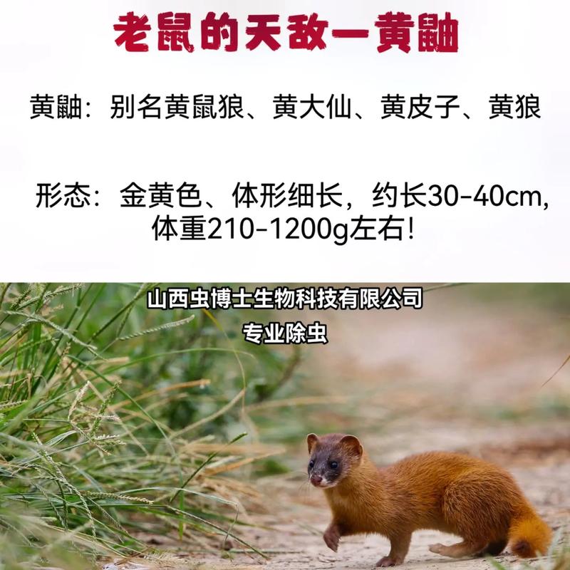 刺客信条黄鼠狼有啥用？这篇文章给你讲明白！