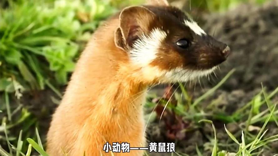 刺客信条黄鼠狼有啥用？这篇文章给你讲明白！