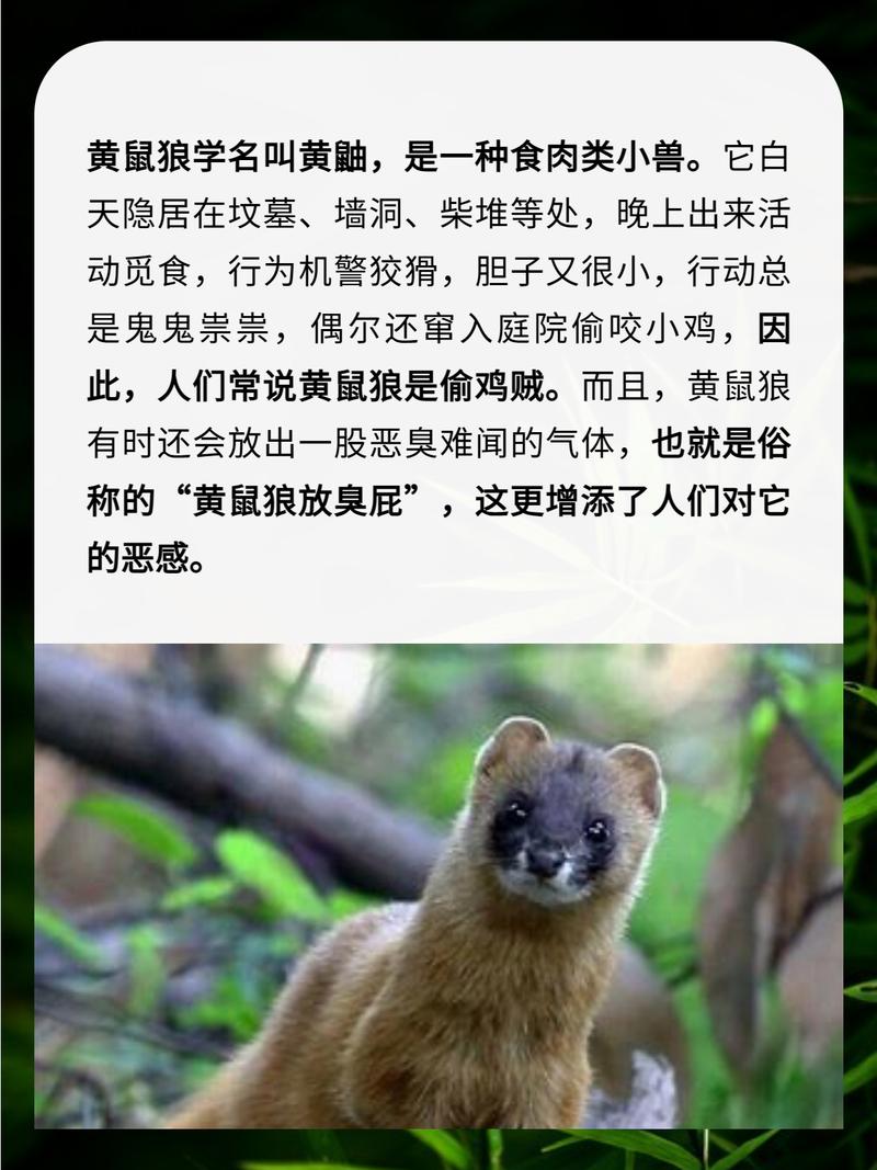 刺客信条黄鼠狼有啥用？这篇文章给你讲明白！