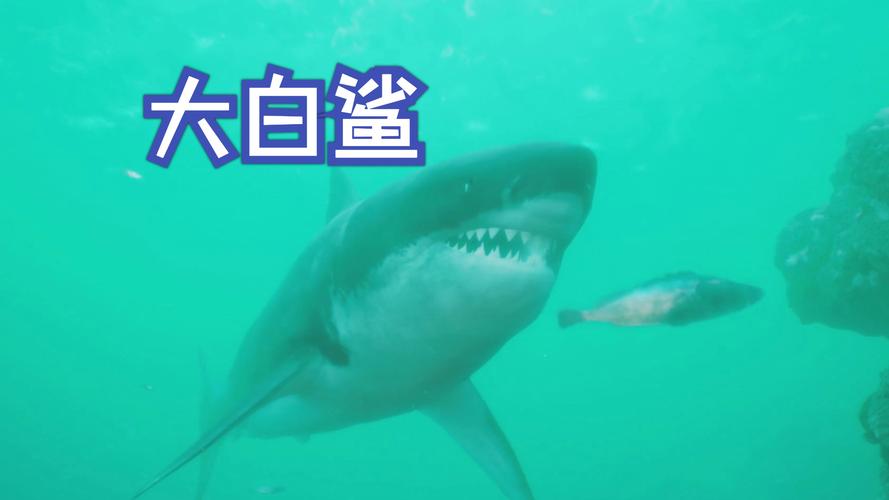 刺客信条4大白鲨好抓吗？看完这篇你就懂了！