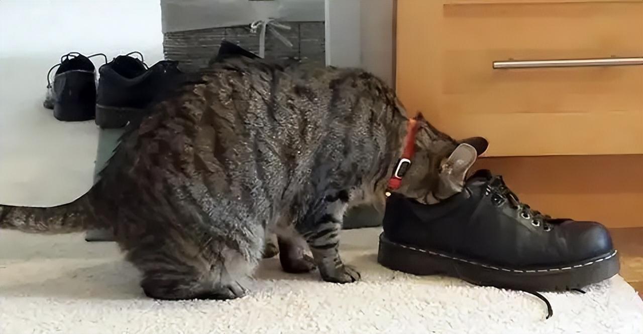 猫咪闻臭脚后张嘴是啥意思？看完你就明白了！