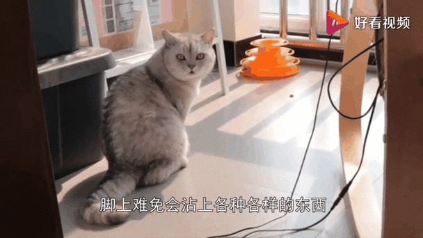 猫咪闻臭脚后张嘴是啥意思？看完你就明白了！