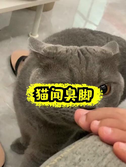 猫咪闻臭脚后张嘴是啥意思？看完你就明白了！