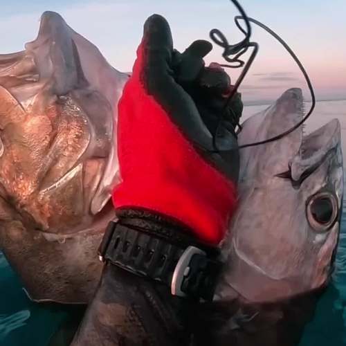 解锁深海猎手：感受深海生物的独特魅力