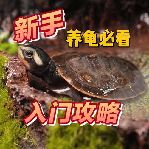 宠物对战攻略：新手入门必看技巧，轻松战胜对手