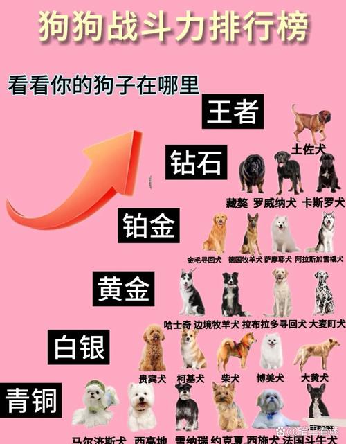 宠物对战攻略：新手入门必看技巧，轻松战胜对手