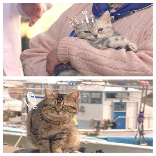 猫咪物语2：精彩片段抢先看，感受人与猫咪的温情故事