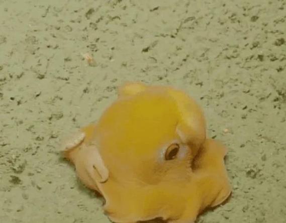 小飞象章鱼：深海精灵的优雅舞姿，你了解多少？
