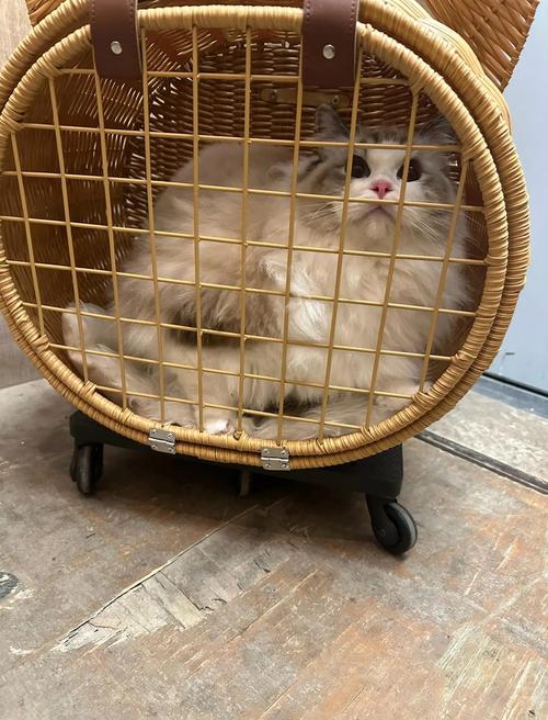 我是你爸爸：那些年，我和猫主子的日常