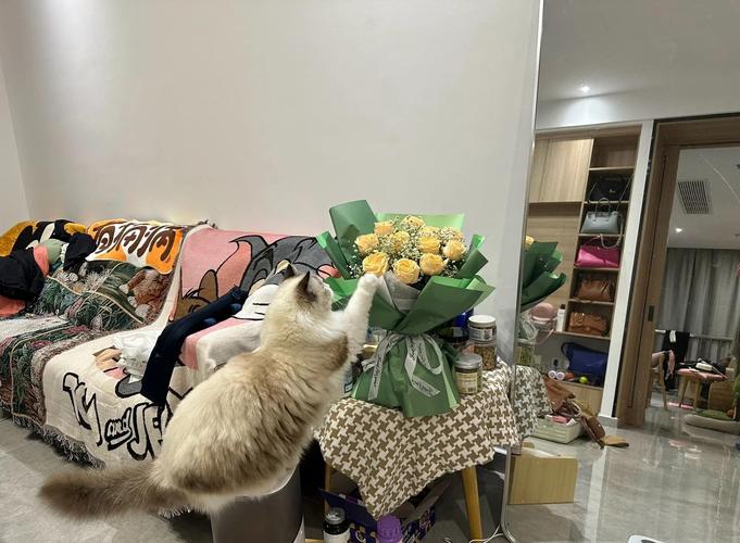 我是你爸爸：那些年，我和猫主子的日常