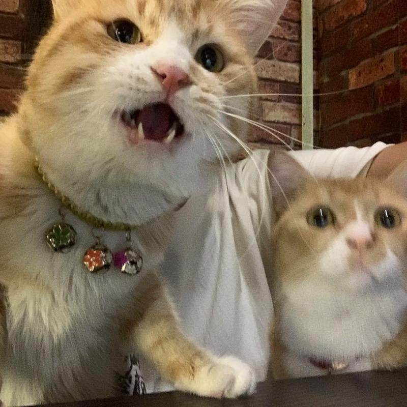 我是你爸爸：那些年，我和猫主子的日常
