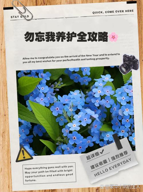 勿忘我全收集攻略：记忆碎片收集位置指南