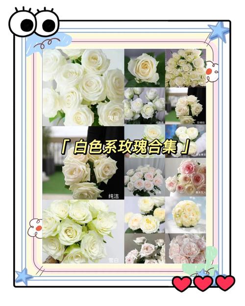 红蔷薇白玫瑰怎么选才对？探讨感情中永恒的选择题。