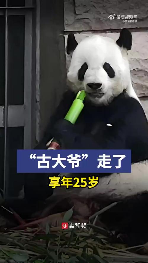 探寻失落的古代熊猫人香料，它的古老故事你知道多少？