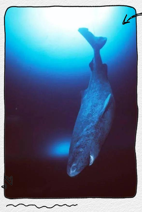 会夏眠的海洋生物栖息地在哪里？寻找地球神秘角落