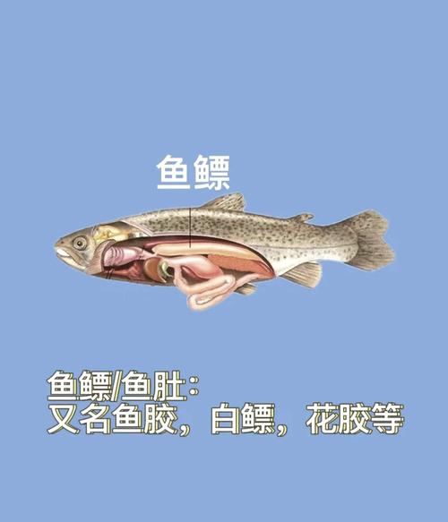鱼胶是鱼的哪个部位？避开这3个误区买对好鱼胶