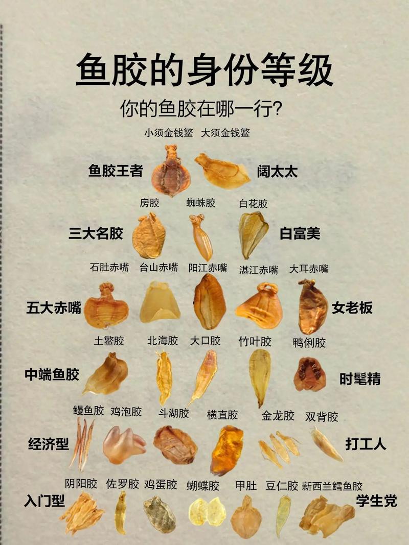 鱼胶是鱼的哪个部位？避开这3个误区买对好鱼胶