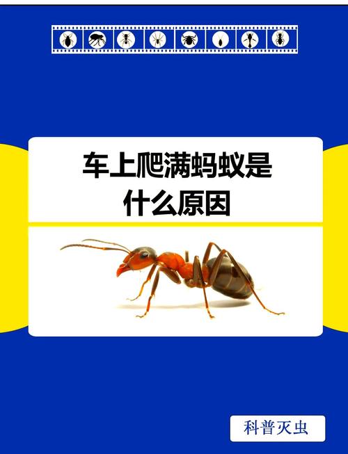 长期不用车蚂蚁泛滥怎么办？这些简单方法轻松解决！