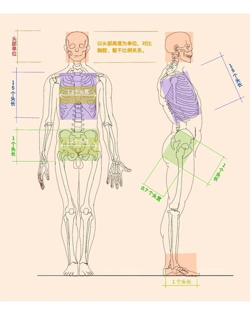 人体最坚硬的部分有哪些部位？排行榜单公布快看！