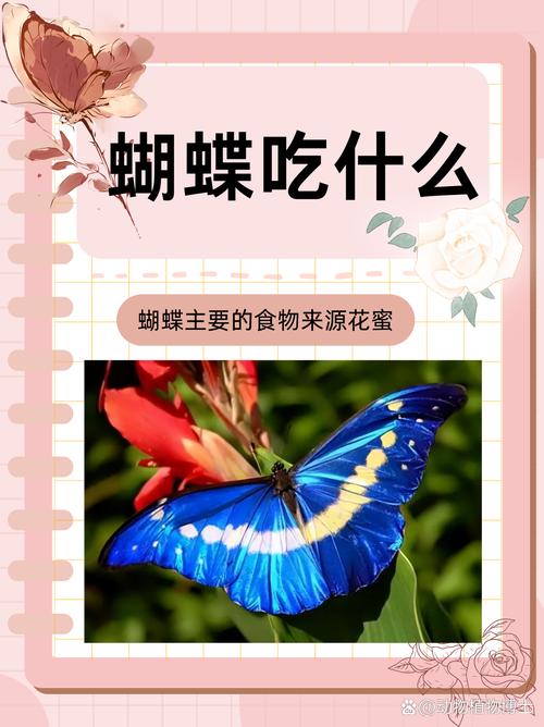 蝴蝶用什么尝味道？触角上的秘密味觉传感器揭秘