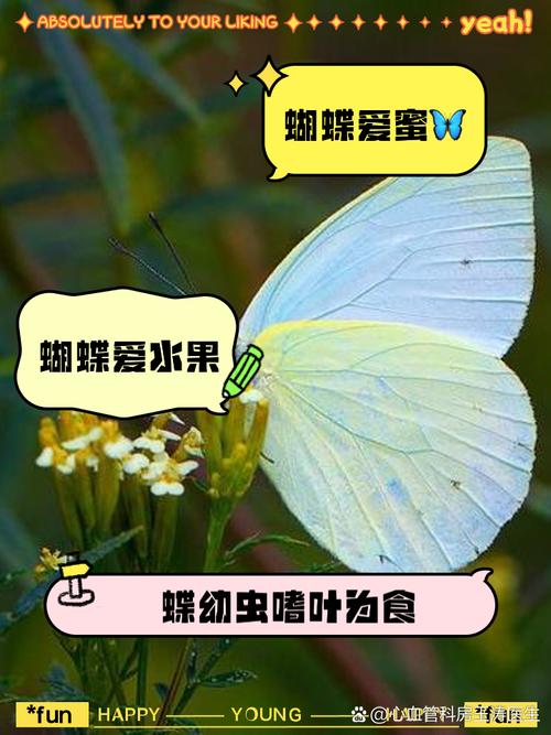 蝴蝶用什么尝味道？触角上的秘密味觉传感器揭秘