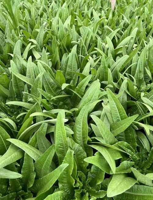 油麦菜和什么菜是一家？对比这些菜种关系近关键点！