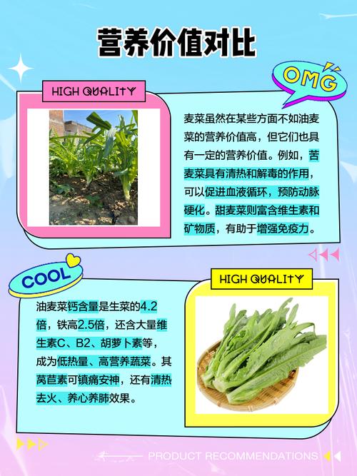 油麦菜和什么菜是一家？对比这些菜种关系近关键点！