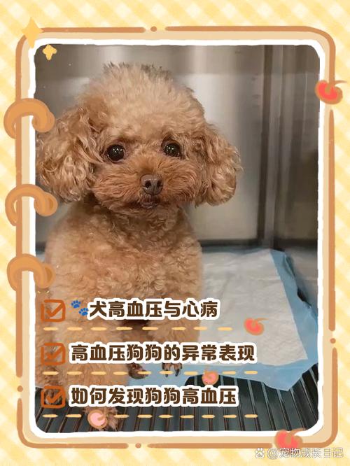 天生就是高血压的动物常见类型？发现这些惊人例子有趣！