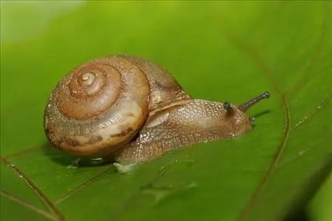雨后蜗牛爬到水泥墙上科学吗？做个实验了解它为何向上！