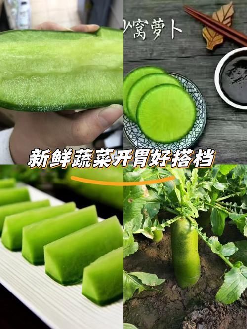 沙窝萝卜的种植原产地气候要求？(影响产量关键点)