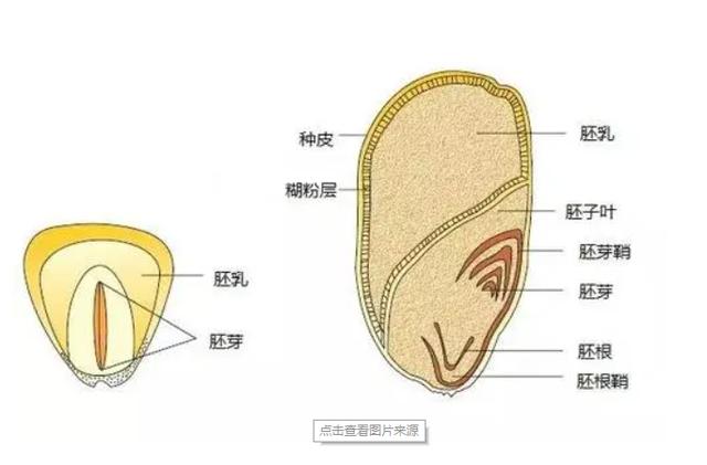 水稻主要成分疑问多？解析淀粉占比和健康作用！