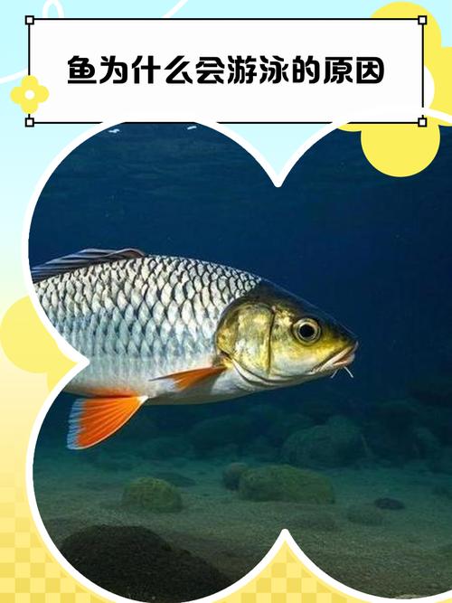 为什么鱼在水中会喝水？想不到的答案在这揭晓！