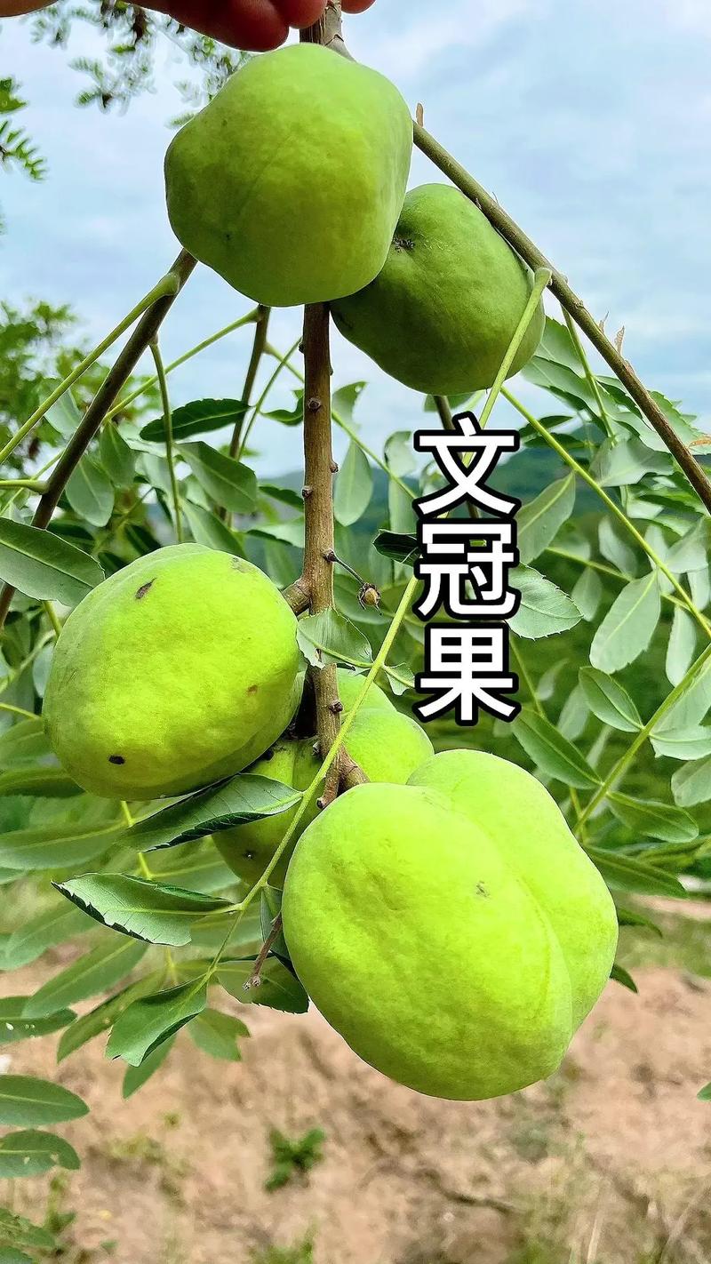 哪种水果被称为天然牙刷？教你用它预防蛀牙小妙招！