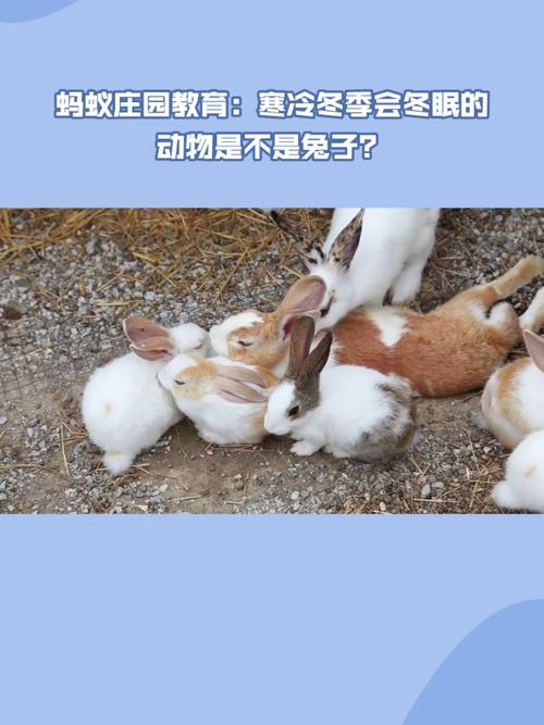 蚂蚁庄园冬眠动物是什么？新手入门知识科普！