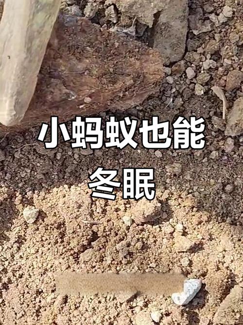 蚂蚁庄园冬眠动物是什么？新手入门知识科普！