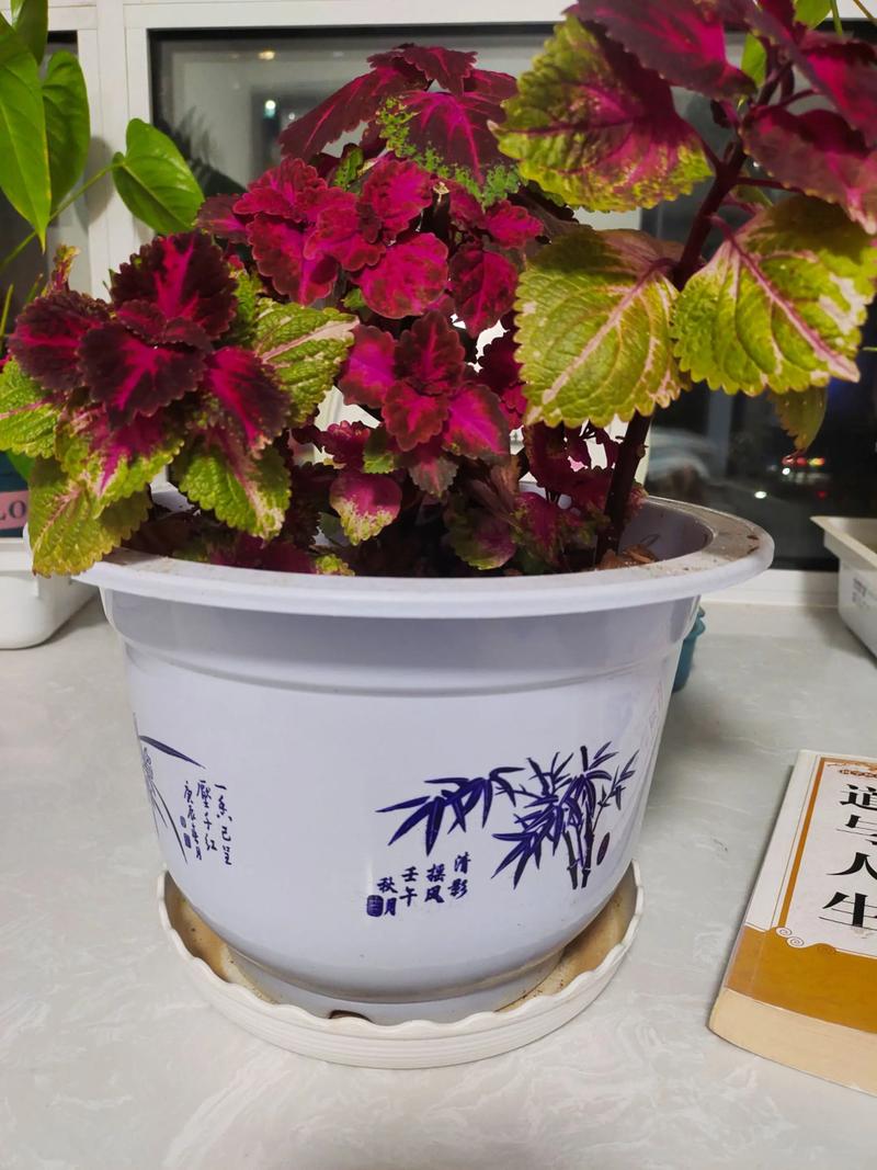 光阴荏苒的荏是什么植物？植物学家深度讲解其来历！