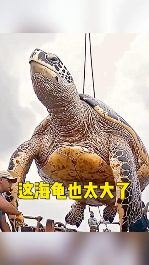 体型最大的海龟是什么龟？保护知识必看科普指南！