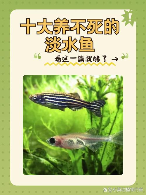 鱼会发声说话吗蚂蚁庄园常见问题解答(权威答案在这里！)