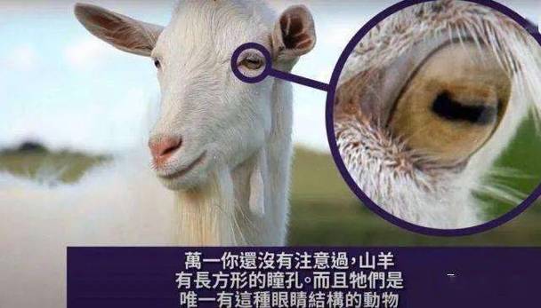 绵羊的瞳孔是长方形的吗？答案竟然如此神奇！