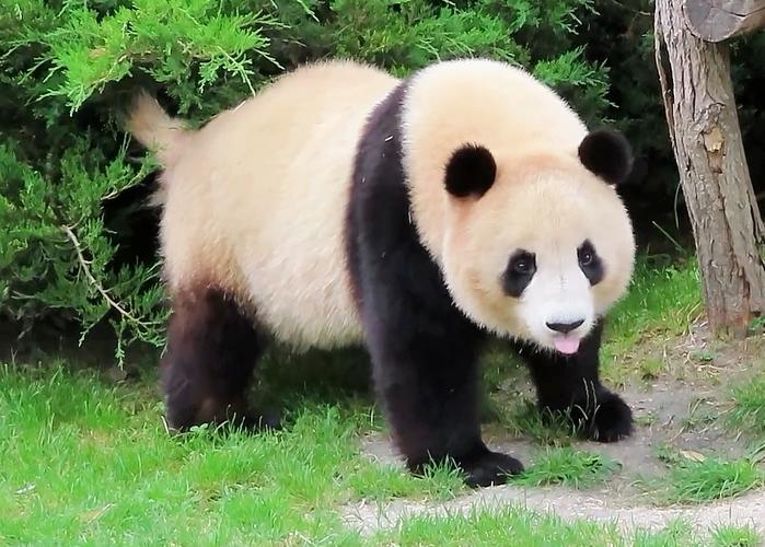 意想不到！大熊猫尾巴的真实颜色是啥？
