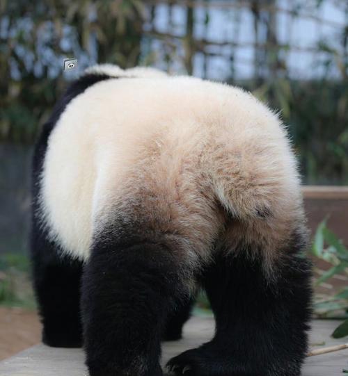 意想不到！大熊猫尾巴的真实颜色是啥？