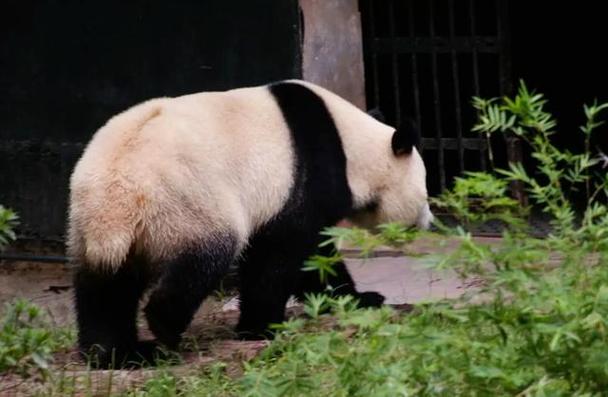 意想不到！大熊猫尾巴的真实颜色是啥？