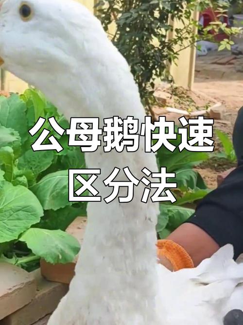 鹅的祖先如何确定？3个证据告诉你结果