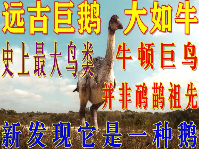 鹅的祖先如何确定？3个证据告诉你结果