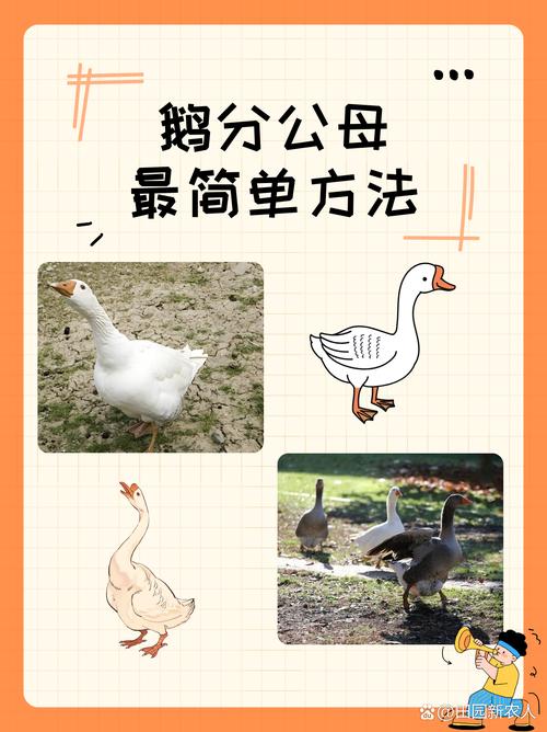 鹅的祖先如何确定？3个证据告诉你结果