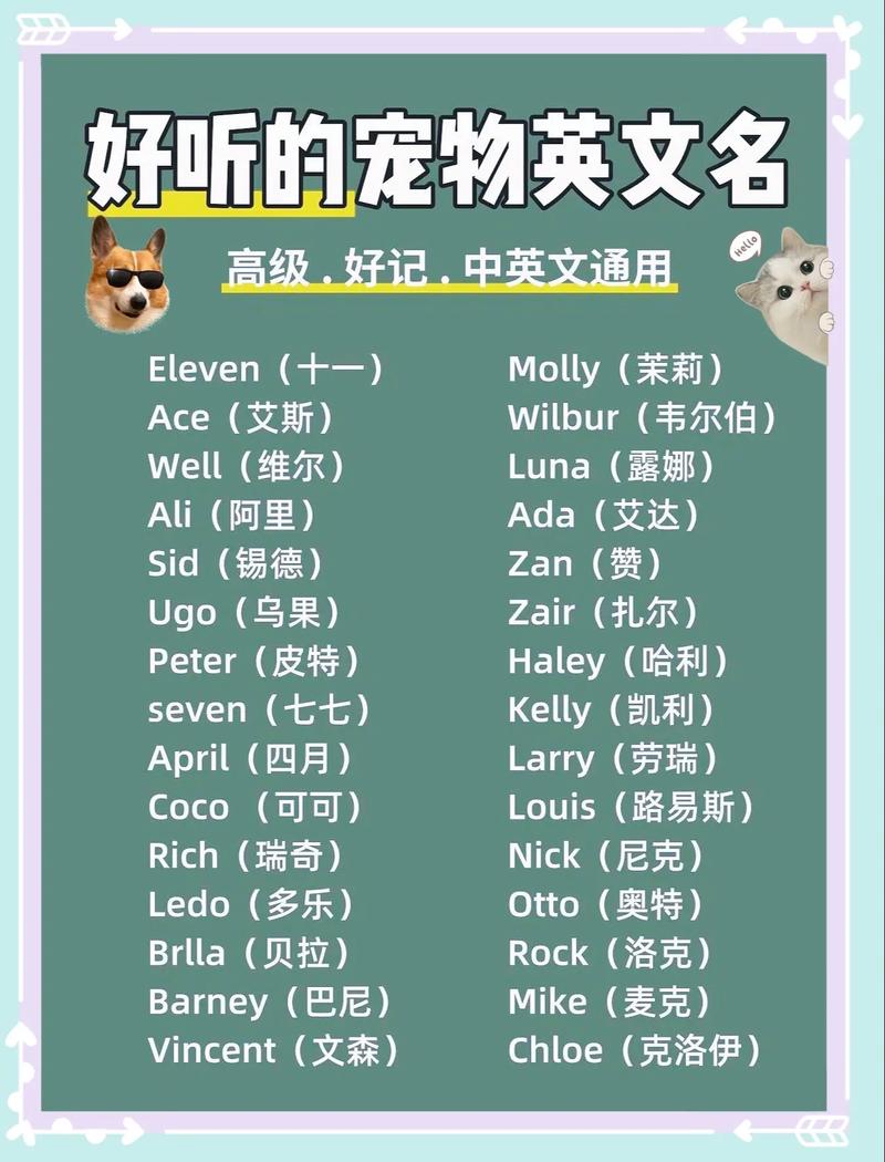 qq炫舞宠物英文名字有哪些？十大热门选择速收藏