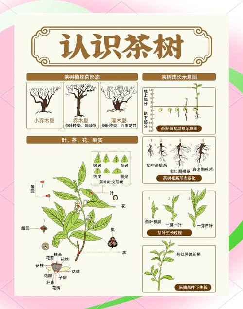 世界茶树发源地的核心地区交通指南？轻松抵达小贴士！