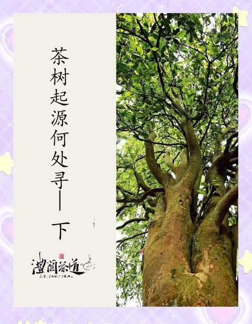 世界茶树发源地的核心地区交通指南？轻松抵达小贴士！