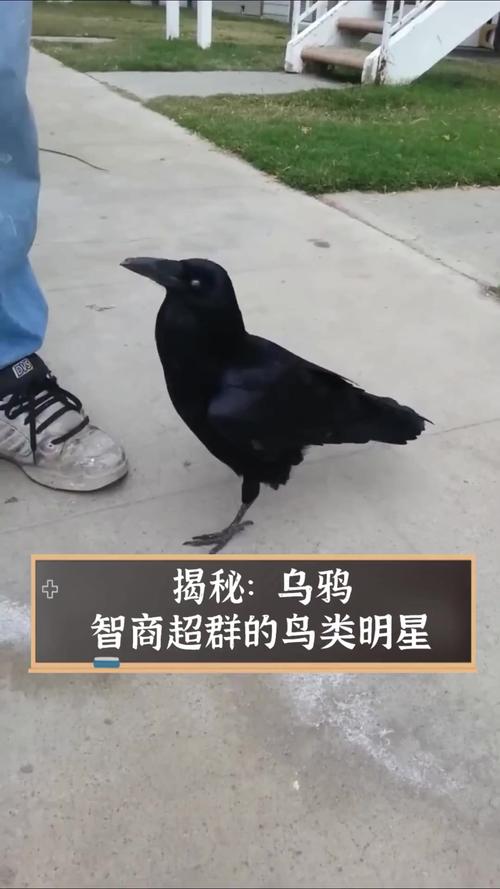 乌鸦智力超群被称作顶尖之一？(原因全在这里解答！)